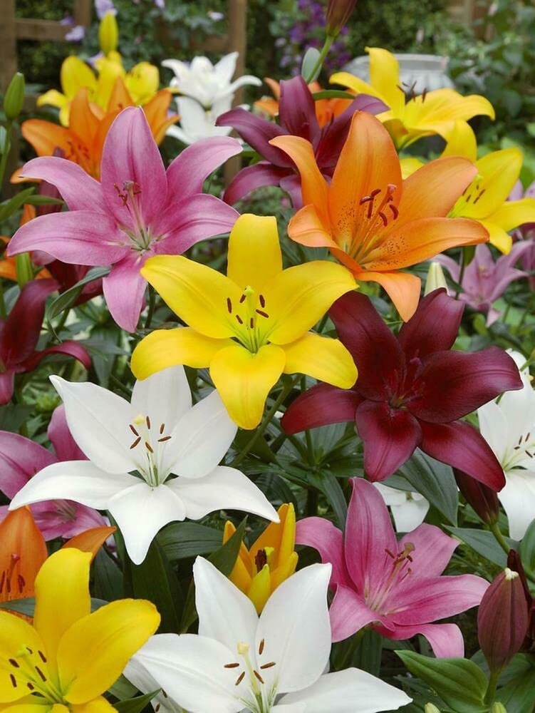 Lilium Mischung Samen zur Aussaat – leuchtend Garten Blüten Frühling & Fall