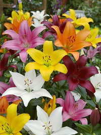 Lilium Mischung Samen zur Aussaat – leuchtend Garten Blüten Frühling & Fall