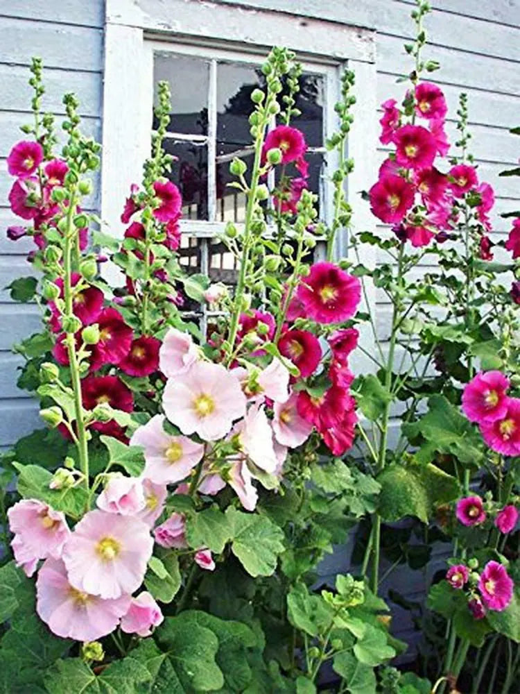 Gemischt Alcea Rosea Blumensamen zur Aussaat – farbenfroh Schau – Traditionssorte & ohne Gentechnik Samen Hausgarten