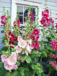 Gemischt Alcea Rosea Blumensamen zur Aussaat – farbenfroh Schau – Traditionssorte & ohne Gentechnik Samen Hausgarten