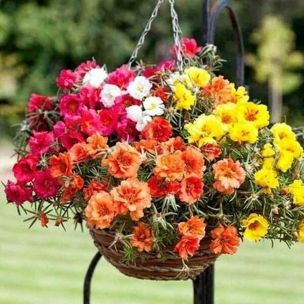 Gemischt Rose Portulaca Samen zur Aussaat – leuchtend Blumen