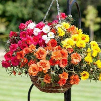 Portulaca Moss Blumensamen zur Aussaat – Halbschatten verträglich – Traditionssorte & ohne Gentechnik Samen Hausgarten
