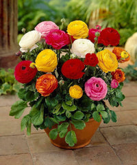 Ranunculus Persian Buttercup Blumensamen zur Aussaat – sonnenliebend – Traditionssorte & ohne Gentechnik Samen Hausgarten