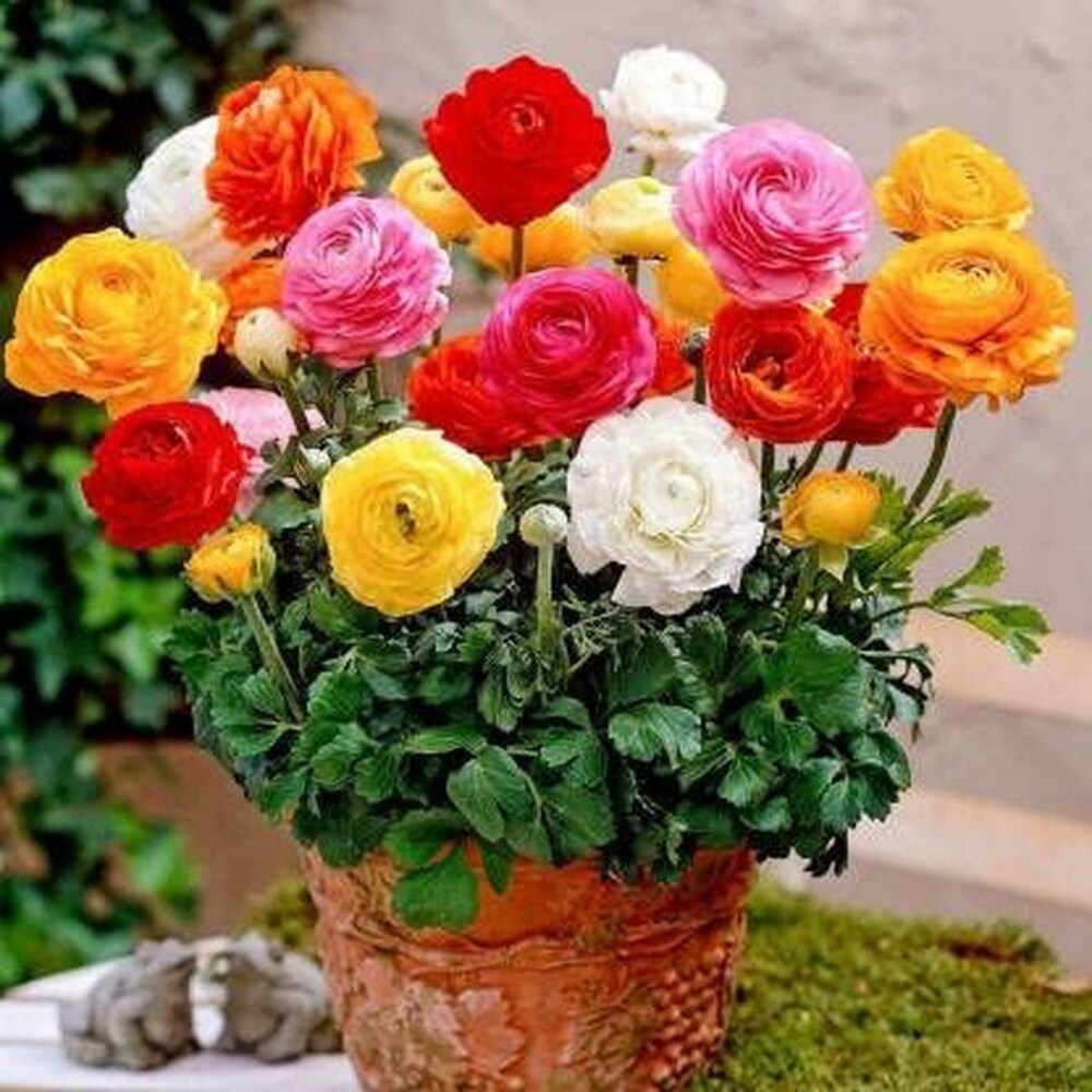 Gemischt Ranunculus Blumensamen zur Aussaat – Drought verträglich – Traditionssorte & ohne Gentechnik Samen Hausgarten