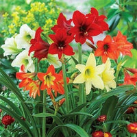 Gemischt Ritterstern Blumensamen zur Aussaat duftend Blüten Traditionssorte & ohne Gentechnik Samen Hausgarten