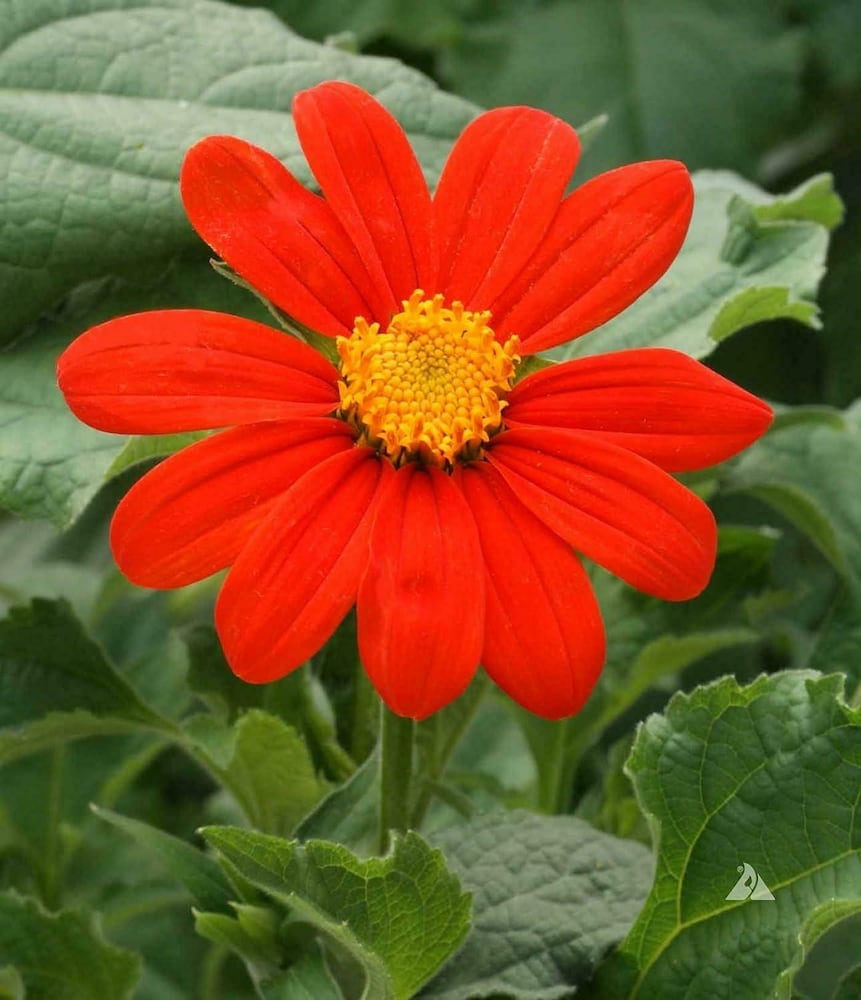 Tithonia Blumensamen zur Aussaat – robust Sorte – Traditionssorte & ohne Gentechnik Samen Hausgarten