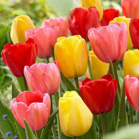 Tulpe Blumensamen zur Aussaat – kompakt Wuchs – Traditionssorte & ohne Gentechnik Samen Hausgarten