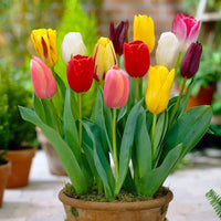 Braun Tulpe Blumensamen zur Aussaat Drought verträglich Traditionssorte & ohne Gentechnik Samen Hausgarten