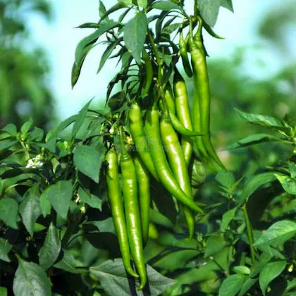 Green Pepper Gemüsesamen für einfache Aussaat