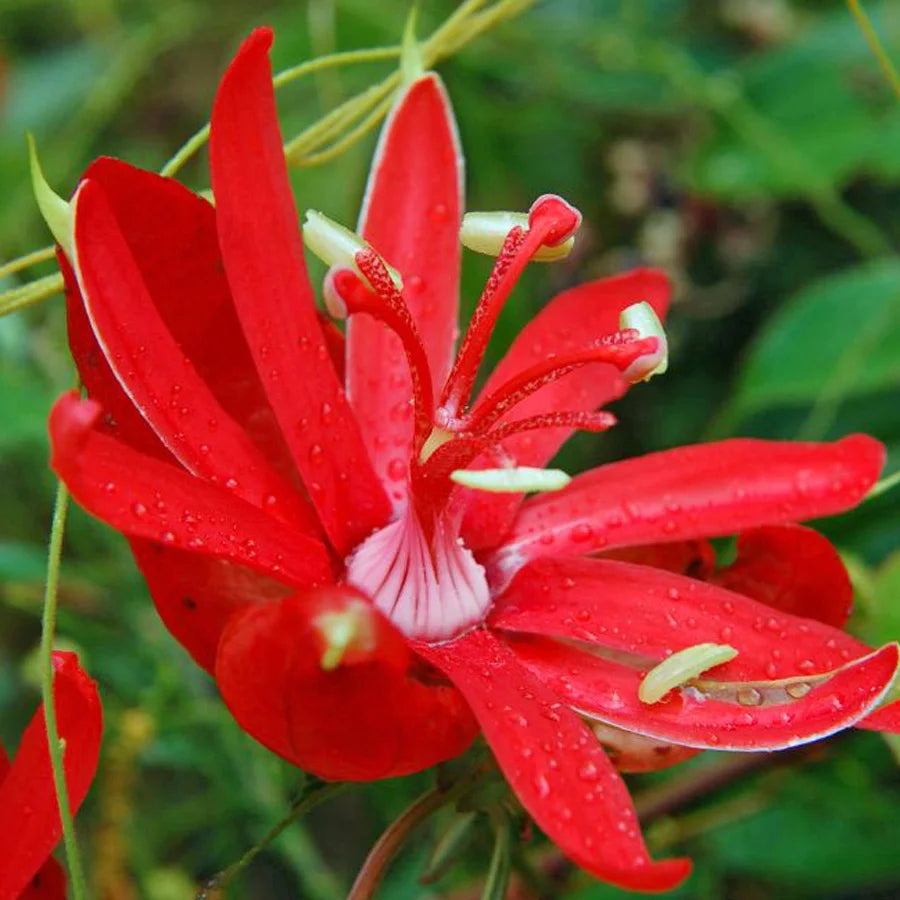 Passiflora Coccinea Blumensamen zur Aussaat Landhaus Garten wichtig Traditionssorte & ohne Gentechnik Samen Hausgarten