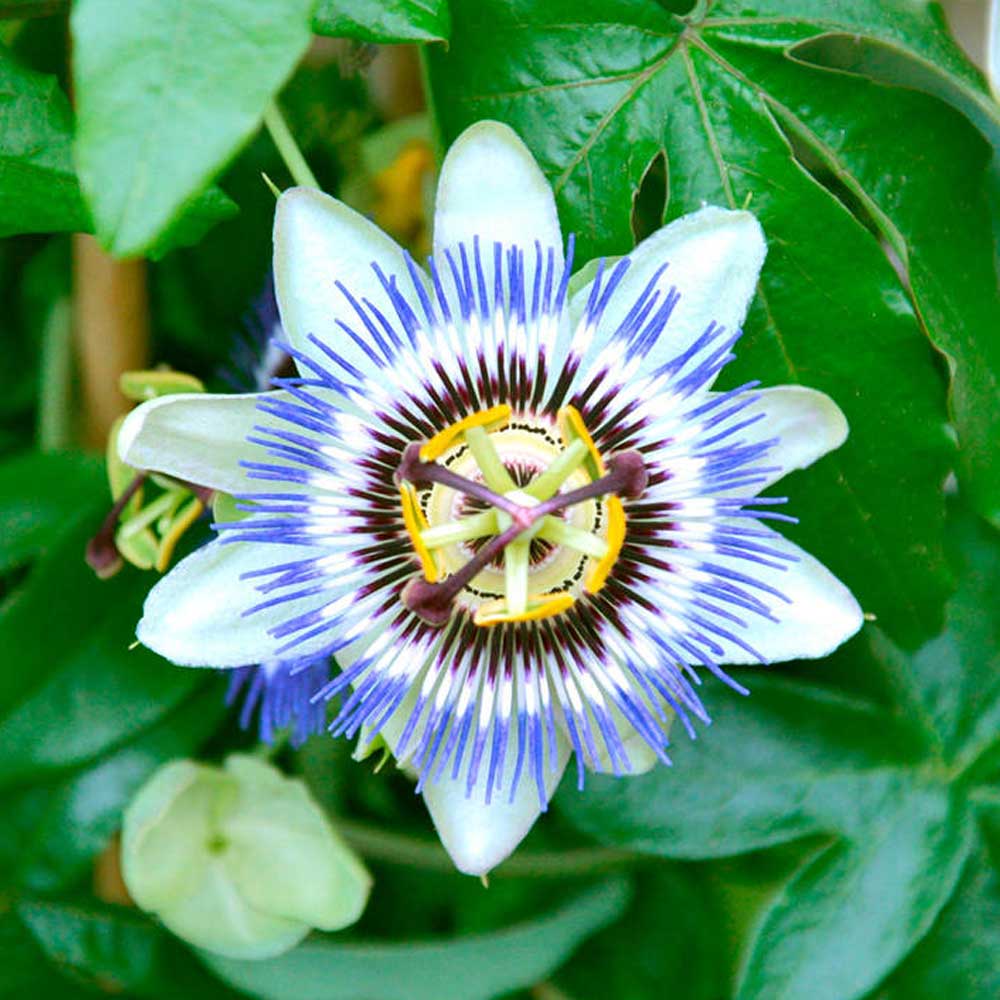 Passiflora incarnata wachsend in container