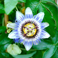 Passiflora incarnata wachsend in container