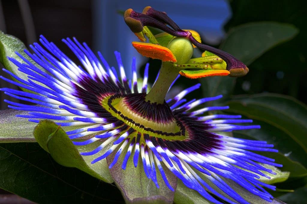 Passiflora incarnata wachsend on garten trellis