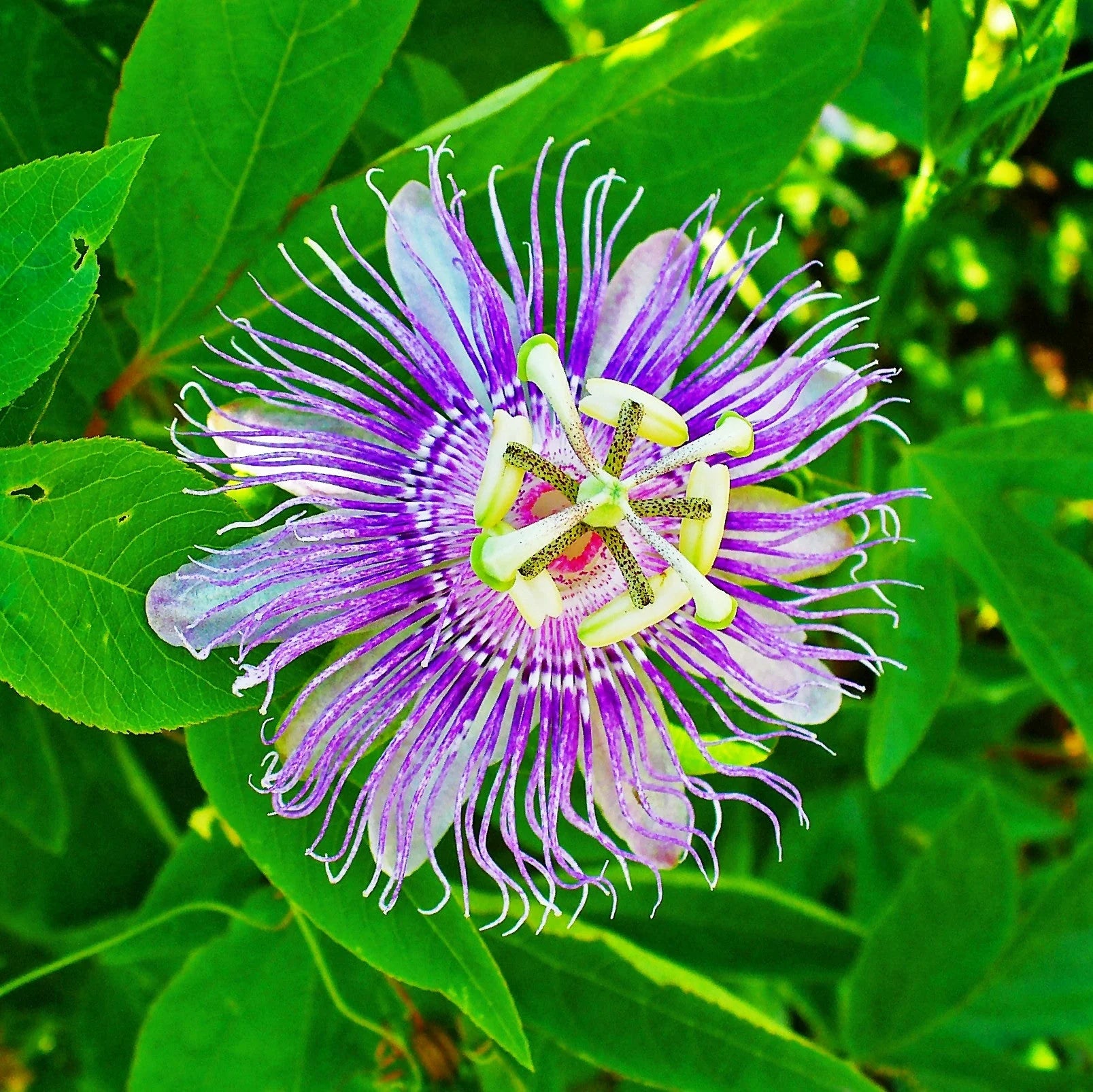Passiflora Blumensamen zur Aussaat robust Sorte Traditionssorte & ohne Gentechnik Samen Hausgarten