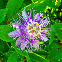 Passiflora Blumensamen zur Aussaat robust Sorte Traditionssorte & ohne Gentechnik Samen Hausgarten