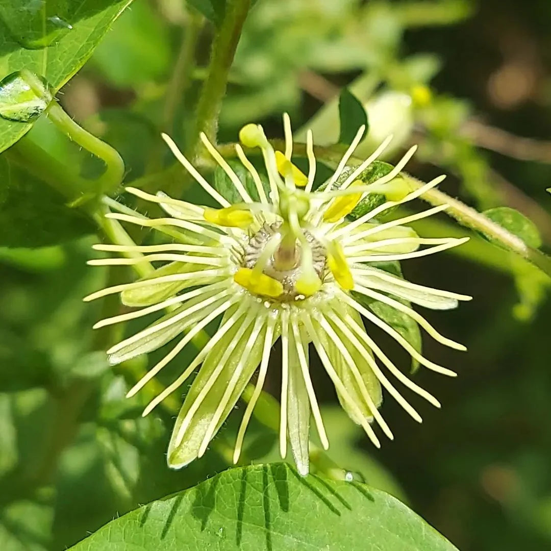 Gelb Passion Blumensamen Aussaat exotisch