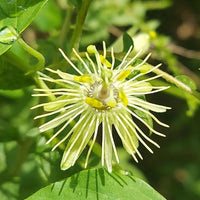 Gelb Passion Blumensamen Aussaat exotisch