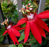 Rot Passiflora Blumensamen zur Aussaat – lang Blüte Saison – Traditionssorte & ohne Gentechnik Samen Hausgarten