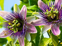 Mixed color passion blumen wachsend in container