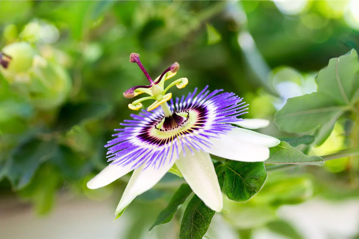 Passion blume vines climbing a garten trellis