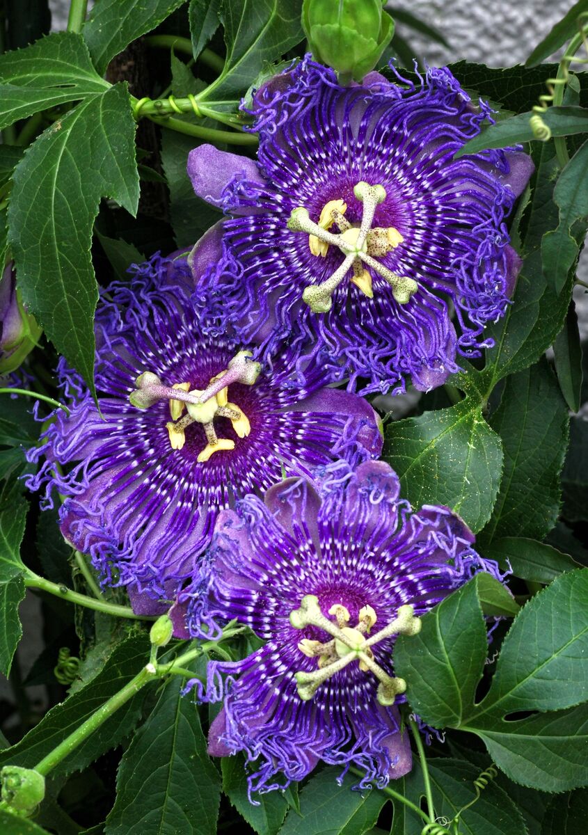 How to grow lila passion blumen