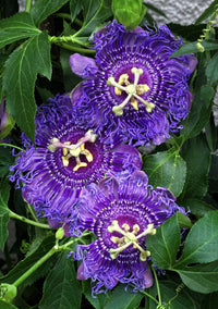 How to grow lila passion blumen