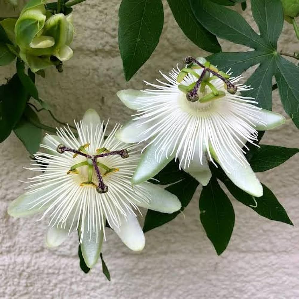 Passion blume vine samen for trellises and fences