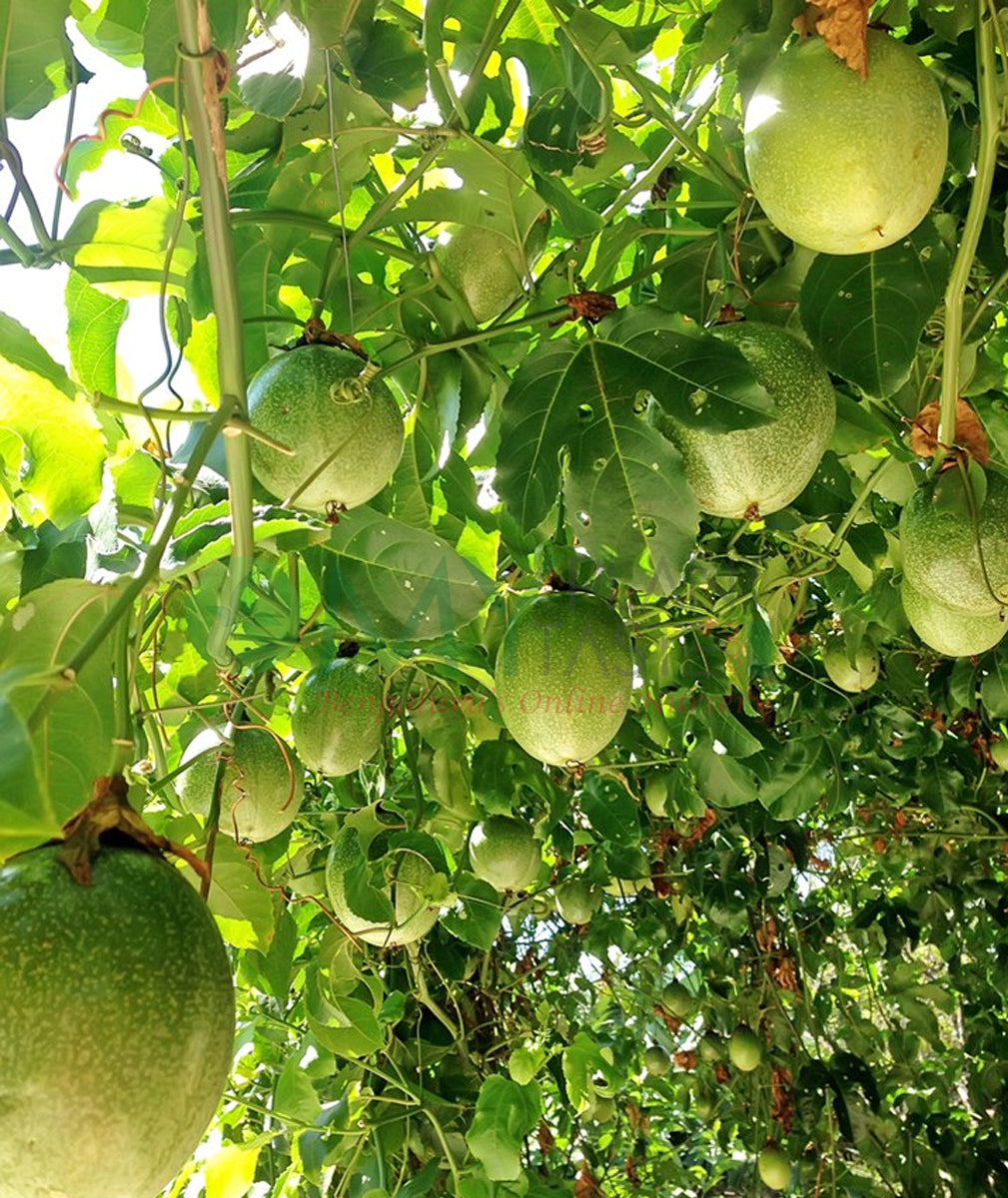 Passions frucht Samen für einfaches Anpflanzen