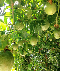 Passions frucht Samen für einfaches Anpflanzen