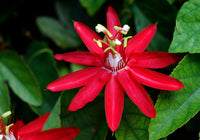 Passione Blumensamen zur Aussaat Halbschatten verträglich Traditionssorte & ohne Gentechnik Samen Hausgarten