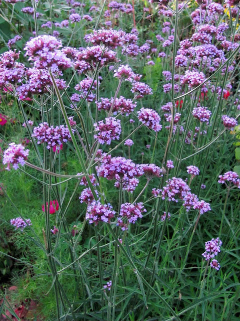 Violett Eisenkraut Blumensamen zur Aussaat – Drought verträglich – Traditionssorte & ohne Gentechnik Samen Hausgarten