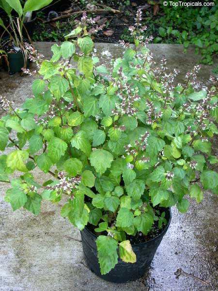 Small Delicate Blumen of Java Indian Patchouli Pogostemon Heyneanus