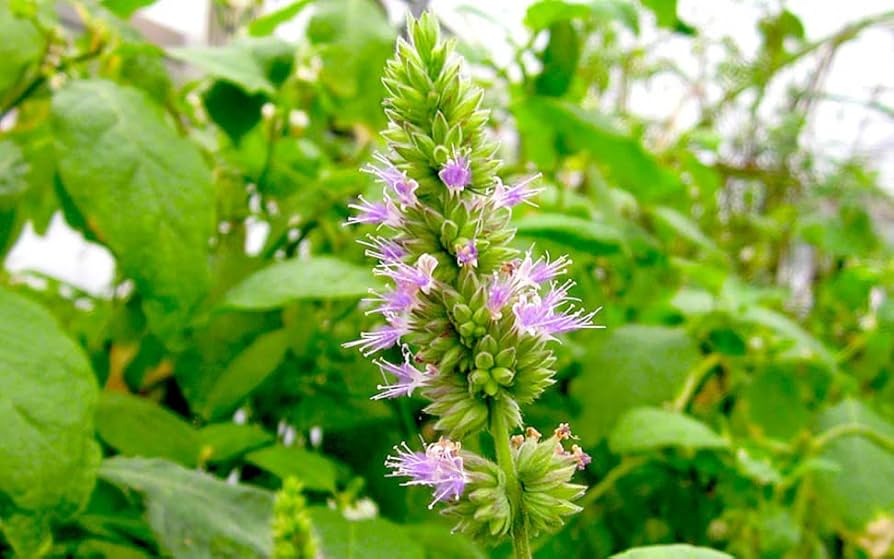 Patchouli Pogostemon Cablin Samen Germination Process
