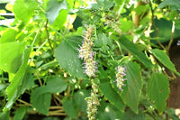 Java Indian Patchouli Samen Pogostemon Heyneanus Fragrant Kraut Shrub