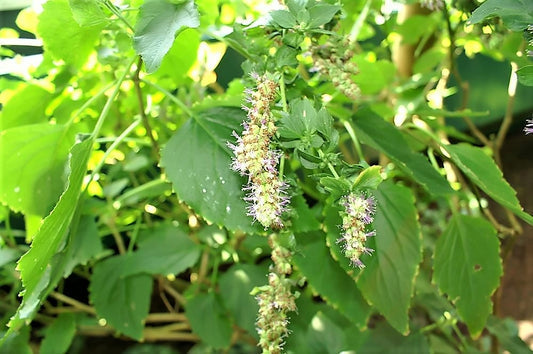 Java Indian Patchouli Samen Pogostemon Heyneanus Fragrant Kraut Shrub