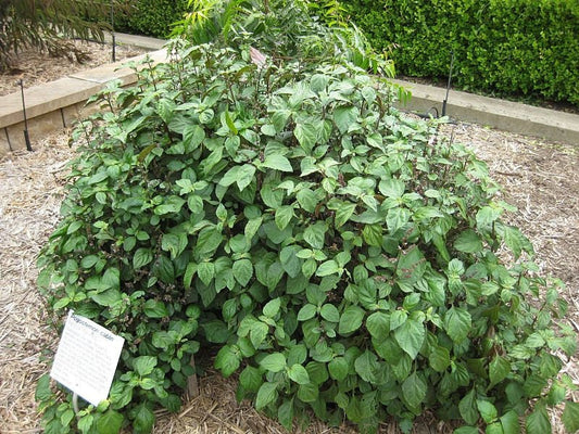 True Patchouli Pogostemon Cablin gentechnikfrei Samen for Aussaat