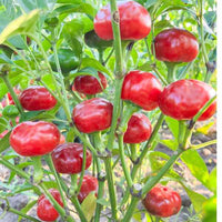 Pepper pflanzen wachsend in patio garten