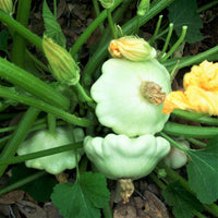 Weiße patisson squash fruits on the vine
