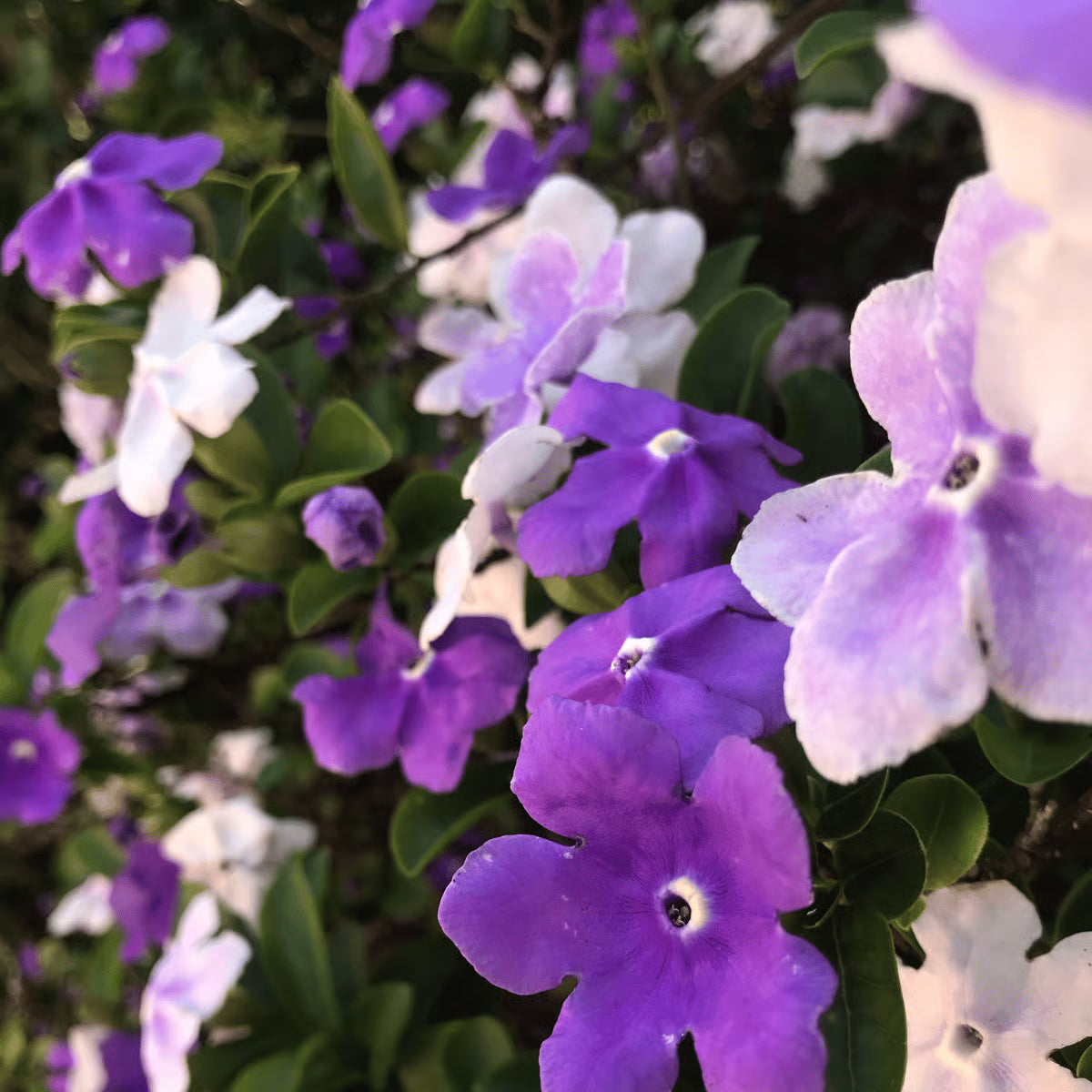 Brunfelsia Blumensamen zur Aussaat ideal Rabatten Traditionssorte & ohne Gentechnik Samen Hausgarten