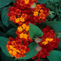 Orange Rot Wandelröschen Blume Samen zur Aussaat – leuchtend und Resilient Garten Blüten