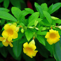 Gelb Allamanda Blumensamen zur Aussaat – sonnenliebend – Traditionssorte & ohne Gentechnik Samen Hausgarten