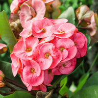 Rosa Euphorbia Blumensamen zur Aussaat – kompakt Wuchs – Traditionssorte & ohne Gentechnik Samen Hausgarten