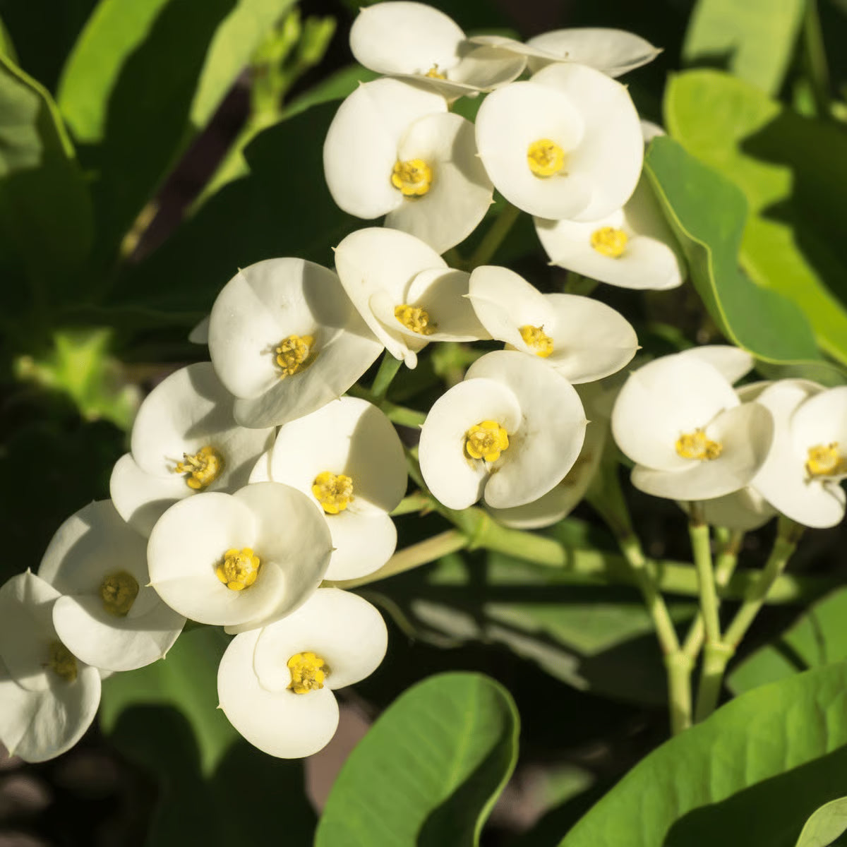 Weiß Euphorbia Milii Blumensamen zur Aussaat – leuchtend – Traditionssorte & ohne Gentechnik Samen Hausgarten