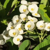 Weiß Euphorbia Milii Blumensamen zur Aussaat – leuchtend – Traditionssorte & ohne Gentechnik Samen Hausgarten