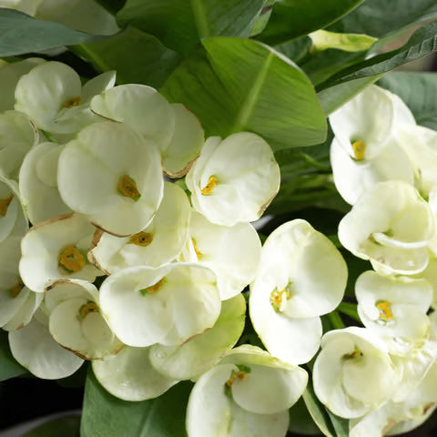 Grün Euphorbia Milii Blumensamen zur Aussaat – Schnitt Blume beliebt – Traditionssorte & ohne Gentechnik Samen Hausgarten