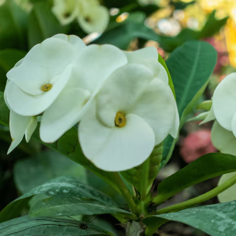 Weiß Euphorbia Milii Samen zur Aussaat – elegant Blumensamen a Garten