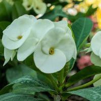 Weiß Euphorbia Milii Samen zur Aussaat – elegant Blumensamen a Garten