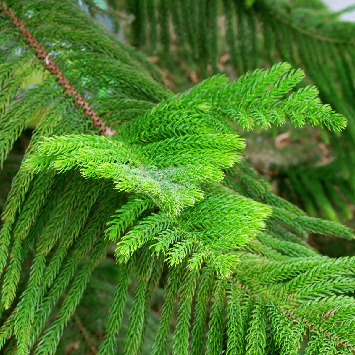 Grün Araucaria Blumensamen zur Aussaat – farbenfroh Schau – Traditionssorte & ohne Gentechnik Samen Hausgarten