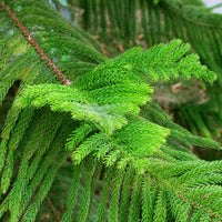 Grün Araucaria Blumensamen zur Aussaat – farbenfroh Schau – Traditionssorte & ohne Gentechnik Samen Hausgarten