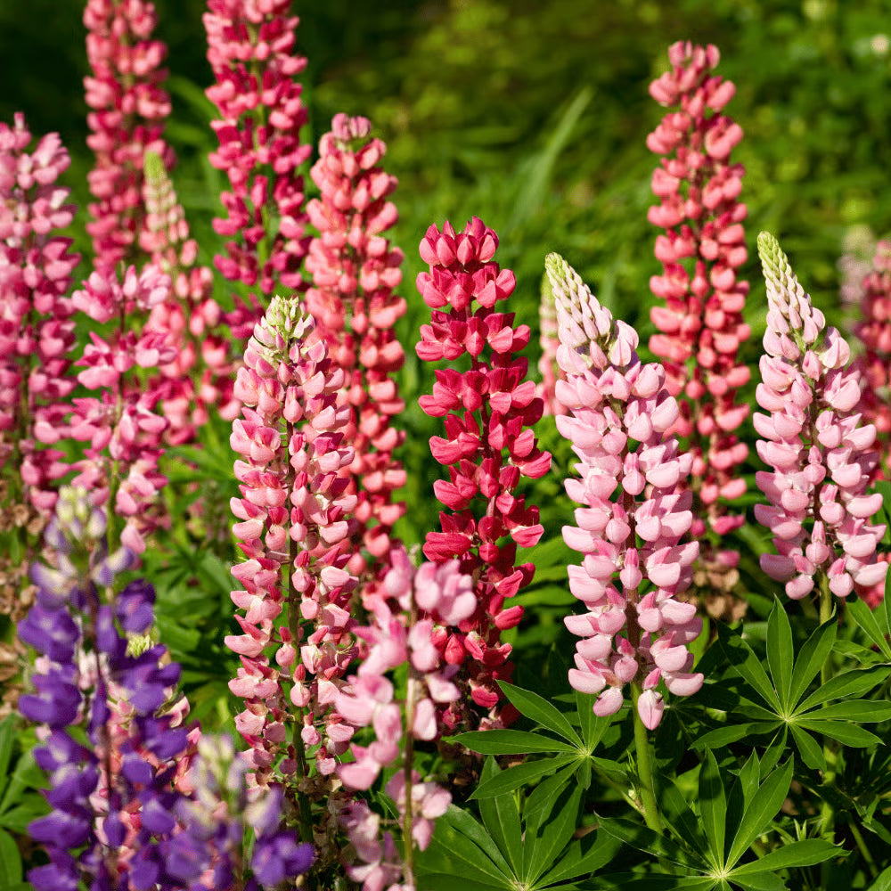 Rosa Lupine Popsicle Blumensamen zur Aussaat kompakt Wuchs Traditionssorte & ohne Gentechnik Samen Hausgarten